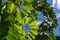 Tropical trees green leaves canopy summer background