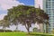 Tropical trees and high-rise buildings in Surfers Paradise near