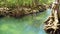 Tropical trees roots in swamp forest and crystal clear water stream canal at Tha Pom Klong Song Nam mangrove wetland Krabi Thailan