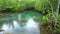 Tropical trees roots in swamp forest and crystal clear water stream canal at Tha Pom Klong Song Nam mangrove wetland Krabi Thailan