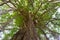 Tropical trees with vines and hanging root with the white sky background and sunlight