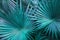 Tropical turquoise palm Leaves in exotic endless summer country