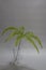 Tropical Umbrella Fern branch in glass cup on gray background, selective focus