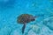 Tropical underwater scene - sea turtle