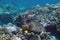 Tropical underwater scene - sea turtle