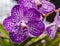 Tropical vanda orchid flower.