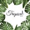 Tropical vector design border frame element. Green monstera philodendron jungle palm tree leaves assortment.