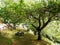 Tropical vegetation in the garden of the Miradouro da Ponta da Madrugada on the island of Sao Miguel