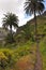 Tropical vegetation on La Gomera