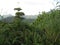 Tropical vegetation near San Isidro, Lipa city, Philippines