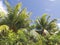 Tropical vegetation with palm trees, coconut trees under Caribbean blue sky. French Antilles. Lush greenery and tropical nature