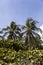 Tropical vegetation at Tayrona beach