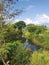 Tropical vegetation in wetland under blue sky with Caribbean clouds. Antilles authentic landscape. Ecosystem