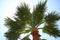 Tropical vertical background with green palm tree isolated against blue sky