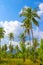 Tropical vertical landscape. Tall coconut trees in the green jungle against the blue sky. Travel and tourism to Asia
