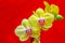 Tropical vibrant yellow phalaenopsis blume orchid blossoms in full bloom