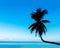 Tropical View of Silhouette Curve Coconut Tree on The Beach with Blue Sky and Sea