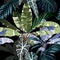 Tropical vintage night plants, palm trees, banana tree floral seamless pattern black background.