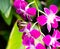 Tropical violet orchid and butterfly