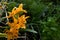 Tropical warm background with orchids in the foreground and lush green vegetation in the background. Dendrobium unicum. Orange