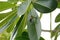 Tropical Wasp build Comb on Frangipani Leave Wild Life
