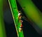Tropical wasp in nature. Thread-waisted wasp on palm leaf. Unusual exotic tropical insect.