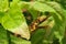 Tropical wasp on plant in Florida garden