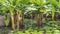Tropical water bananas Typhonodorum lindleyanum grow in a pond