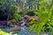 Tropical Water Garden