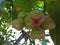 tropical water guava fruit fruit every season