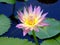 Tropical Water Lily or Nymphaea Queen of Siam