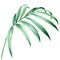 Tropical watercolor palm leaf, jungle flora