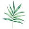Tropical watercolor palm leaf, jungle flora