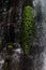 Tropical waterfall - streams and splashes of water in sunbeams on wet brown rock with lush green foliage of plant, closeup.