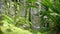 Tropical waterfall in the tropical rainforest. Falling and running water on rock, drops falling into water and stones.