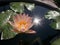 Tropical waterlily