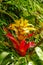 Tropical wet jungle forest with Indian colorful Bromelia as a background and texture, closeup, details