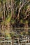 Tropical wetland with pandanus Pandanus spiralis reflected in water, Darwin, Australia