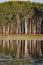 Tropical wetland with paperbark Melaleuca reflected in water, Darwin, Australia