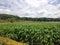 Tropical wetland with vegetation and mountain background