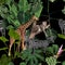 Tropical wild animals, flamingo, zebra, giraffe, leopard jaguar Savannah cat sleeping on a tree and palm trees, banana tree.
