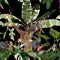 Tropical wild animals, ibis bird, zebra, giraffe, leopard jaguar Savannah cat sleeping on a tree and palm trees, banana tree.