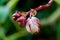 Tropical wild close flower