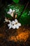 Tropical wild white flower Dicots