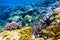 Tropical yellow bright fish and corals on reef in Indian ocean.