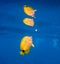 Tropical yellow fish with reflection in vibrant blue water.