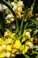 Tropical yellow flower blooming, nidularium innocentii from brasil