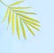 Tropical yellow palm leaf on blue background. Fashion minimal pop art style. Summer concept.