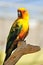 Tropical yellow parrot with green wings,