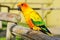 Tropical yellow parrot with green wings,